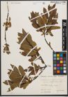 Foto von Salix waldsteiniana Willd.